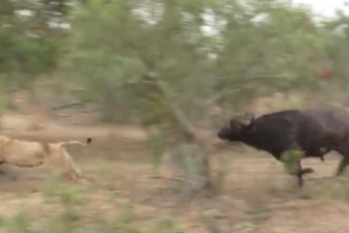 Búfalo furioso luta com leão faminto para proteger o rebanho