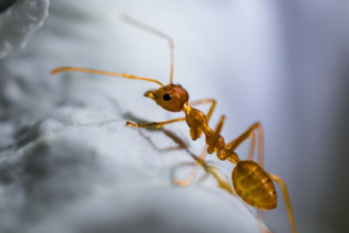Cuidado! É verdade que existem formigas loucas que "comem computadores?