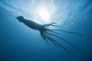 Descoberta de lula gigante revela um mundo oculto nas profundezas do oceano na costa da Austrália – O Verdoso