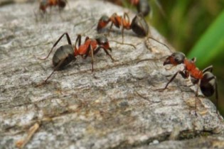 5 maneiras de Impedir que as formigas destruam suas plantas