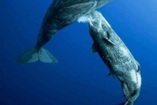 Como as baleias mamam?