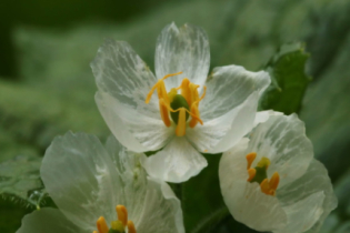 Descubra a beleza única da flor com as pétalas transparentes