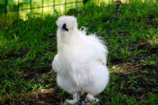 Descubra a galinha silkie ou sedosa, a raça de galinhas mais 'fofa' do mundo